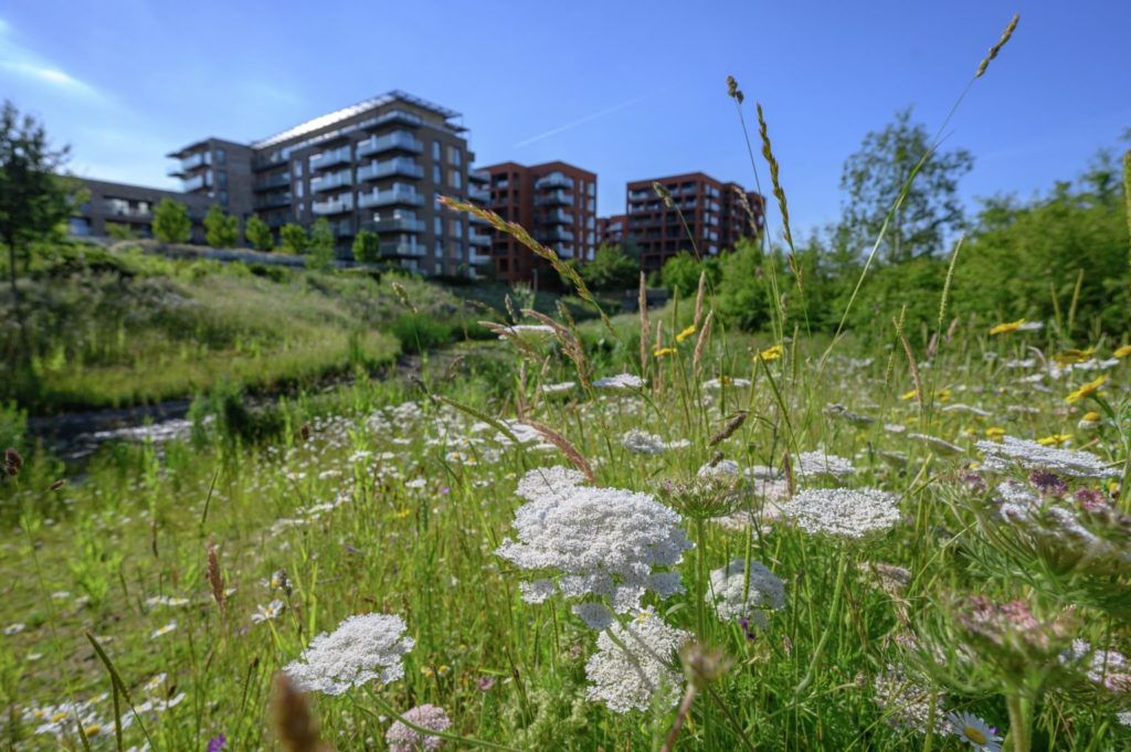 Biodiversity could price SME builders out of the rural market 1536x1022 1