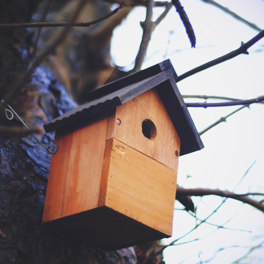 Building design not larger habitats key to boosting biodiversity for smaller sites 1536x1536 1