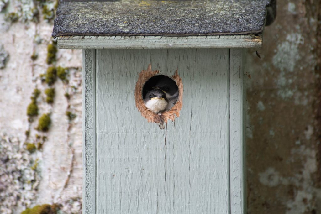 Hank Zarihs Associates | SME housebuilders win reprieve on biodiversity rules